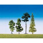 15 Mischwaldbäume, sortiert