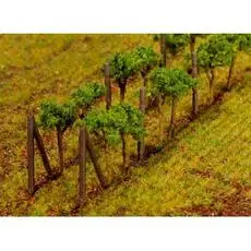 Weinreben