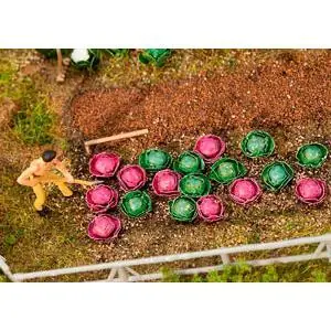 10 Weiß- und 10 Rotkohlköpfe