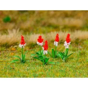 32 Orchideenprimeln