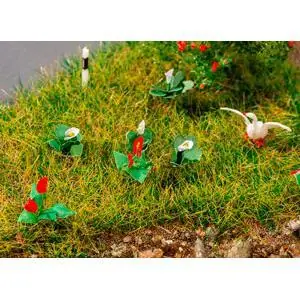 18 Lilien