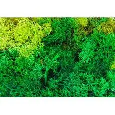 Islandmoos, gemischt, grün, 50 g