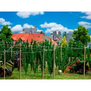 Hopfenfeld mit Stangen